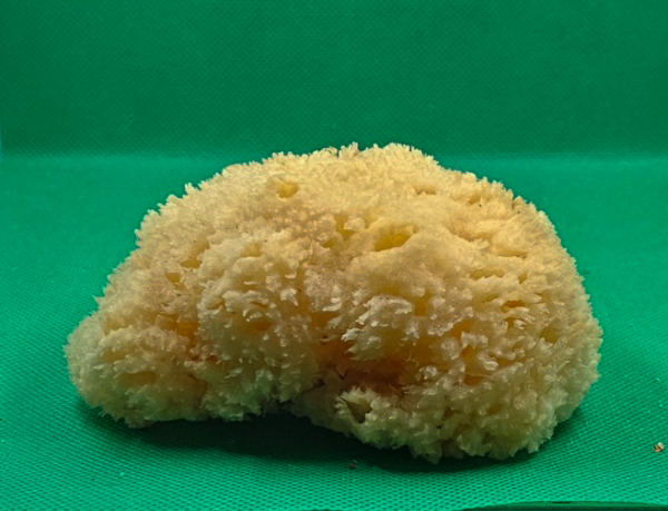 Honeycomb klein 9x8x3 cm gedroogd verzadigd met water 11x5x4 cm