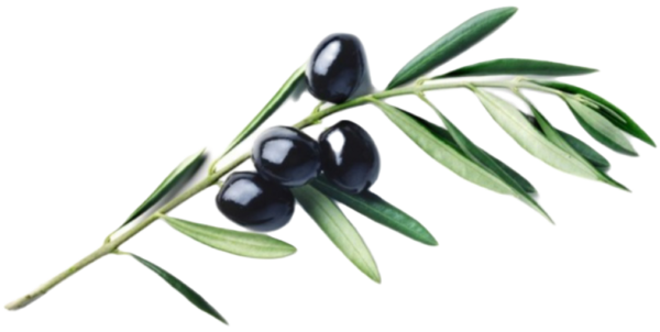 Olijftakje met olijfjes dit symboliseert Zachtgoud