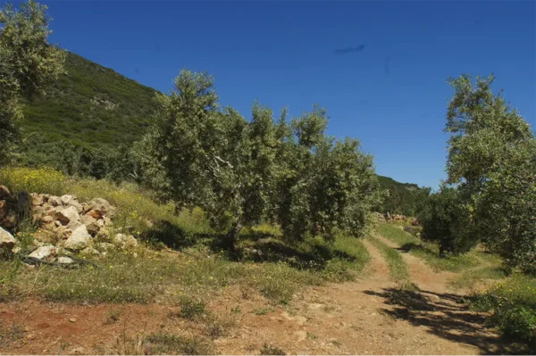 Olijfbomen in Monemvasia de bron van de 8k Koreneki olijfolie